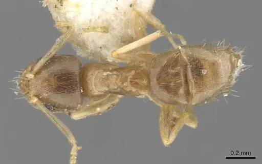 Paraparatrechina lecamopteridis specimen CASENT0903141 image casent0903141_1