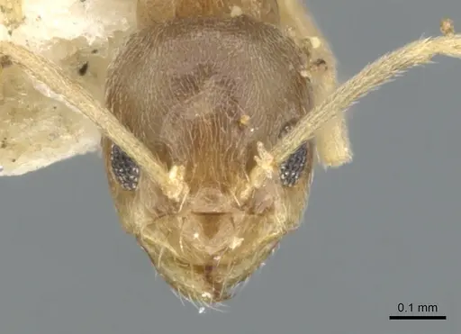 Paraparatrechina lecamopteridis specimen CASENT0903141 image casent0903141_2