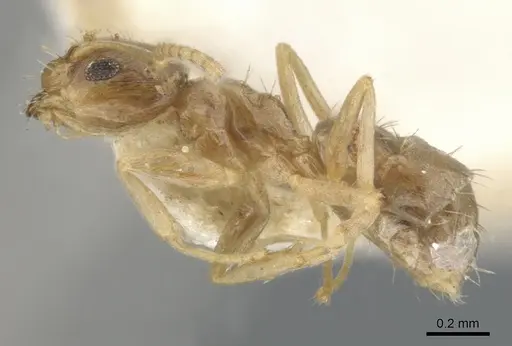 Paraparatrechina lecamopteridis specimen CASENT0903141 image casent0903141_3