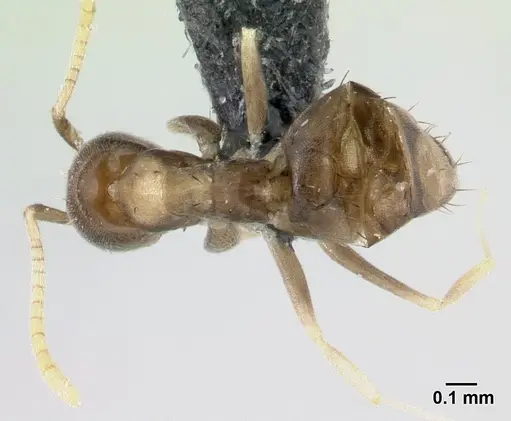 Paraparatrechina luminella specimen CASENT0134319 image casent0134319_1