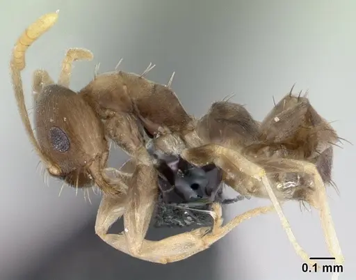 Paraparatrechina luminella specimen CASENT0134319 image casent0134319_3
