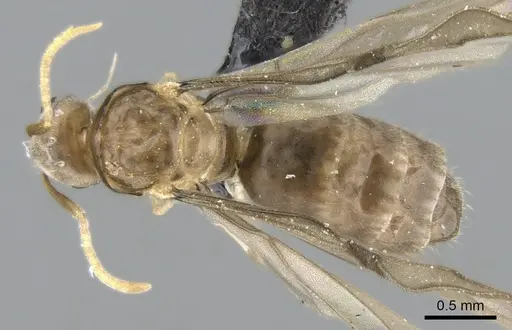 Paraparatrechina luminella specimen CASENT0159313 image casent0159313_1