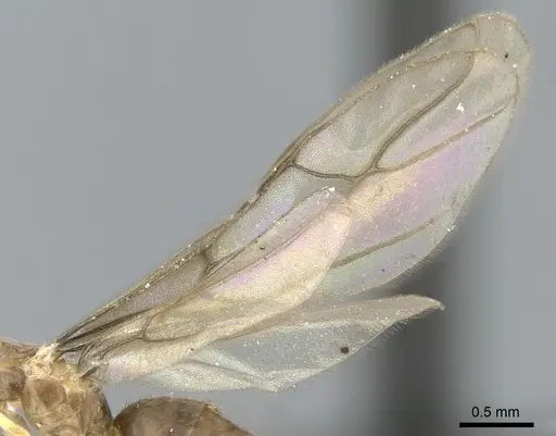 Paraparatrechina luminella specimen CASENT0159313 image casent0159313_4