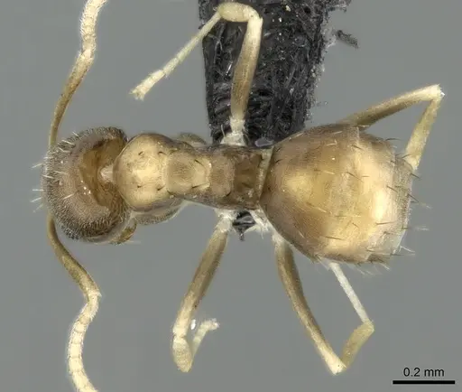 Paraparatrechina luminella specimen CASENT0159693 image casent0159693_1