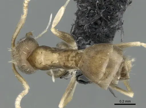 Paraparatrechina luminella specimen CASENT0160868 image casent0160868_1