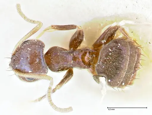 Paraparatrechina malaccana specimen FOCOL2717 image focol2717_1
