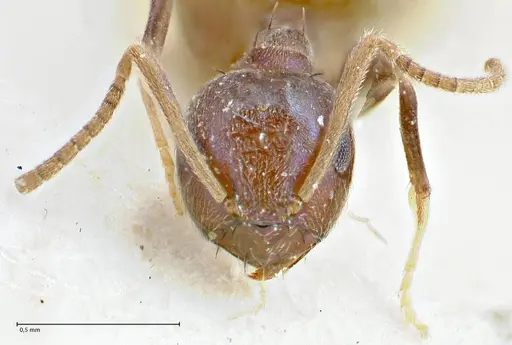 Paraparatrechina malaccana specimen FOCOL2717 image focol2717_2