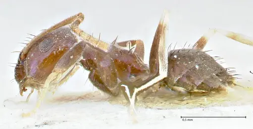 Paraparatrechina malaccana specimen FOCOL2717 image focol2717_3