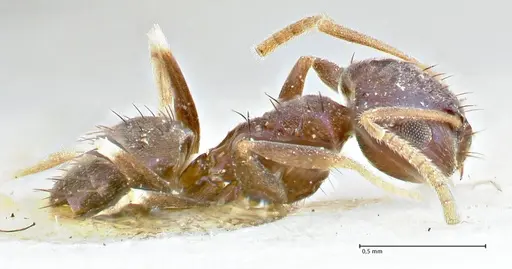 Paraparatrechina malaccana specimen FOCOL2717 image focol2717_4
