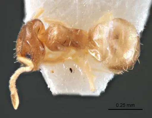 Paraparatrechina minutula specimen ANTWEB1008689 image antweb1008689_1