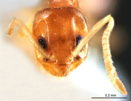 Paraparatrechina minutula specimen ANTWEB1008689 image antweb1008689_2