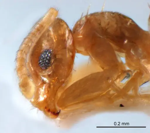 Paraparatrechina minutula specimen ANTWEB1008689 image antweb1008689_3