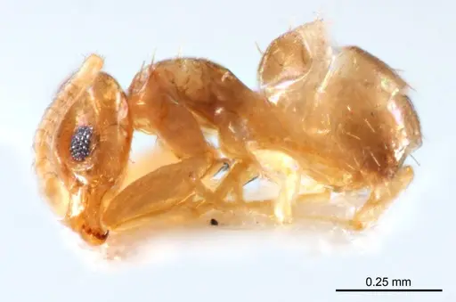 Paraparatrechina minutula specimen ANTWEB1008689 image antweb1008689_4