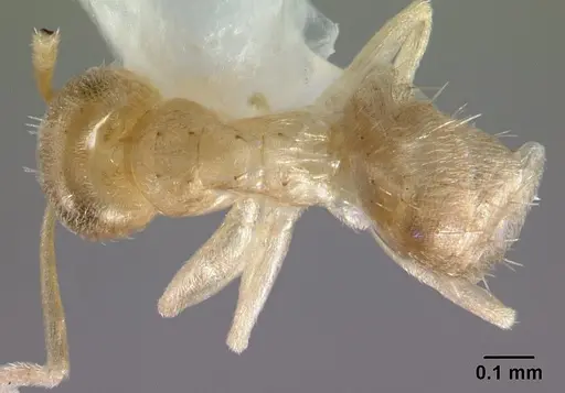 Paraparatrechina minutula specimen CASENT0178393 image casent0178393_1