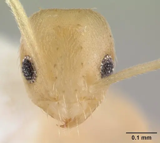 Paraparatrechina minutula specimen CASENT0178393 image casent0178393_2