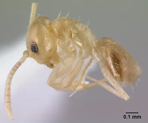 Paraparatrechina minutula specimen CASENT0178393 image casent0178393_3