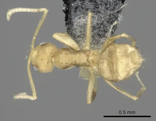 Paraparatrechina minutula specimen CASENT0219729 image casent0219729_1