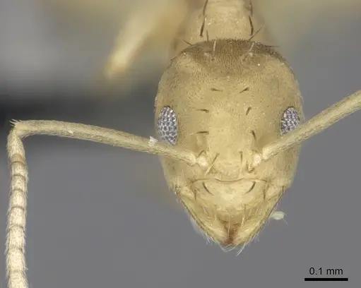 Paraparatrechina minutula specimen CASENT0219729 image casent0219729_2