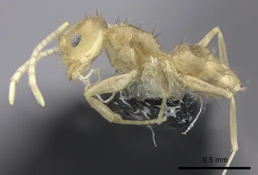 Paraparatrechina minutula specimen CASENT0219729 image casent0219729_3