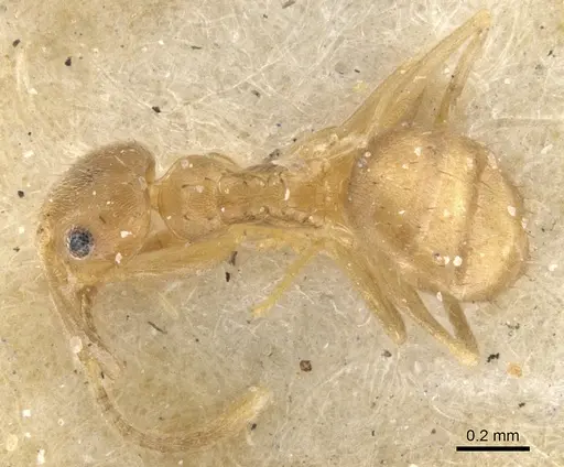 Paraparatrechina minutula specimen CASENT0903139 image casent0903139_1