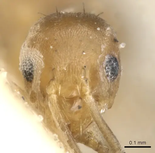 Paraparatrechina minutula specimen CASENT0903139 image casent0903139_2