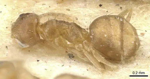 Paraparatrechina minutula specimen CASENT0903139 image casent0903139_3