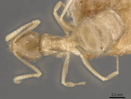 Paraparatrechina minutula specimen CASENT0911017 image casent0911017_1