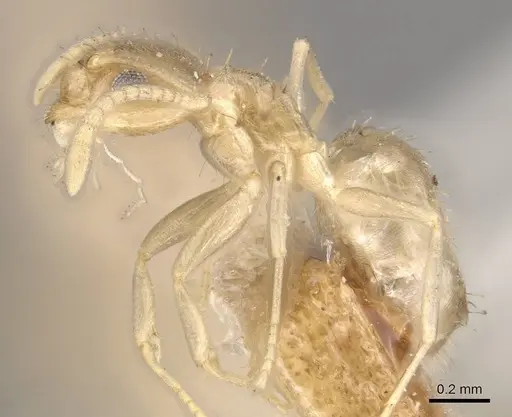 Paraparatrechina minutula specimen CASENT0911017 image casent0911017_3