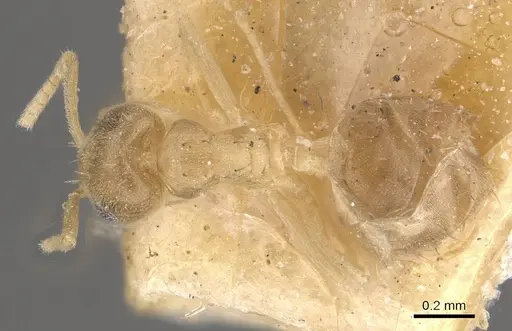 Paraparatrechina minutula specimen CASENT0911018 image casent0911018_1