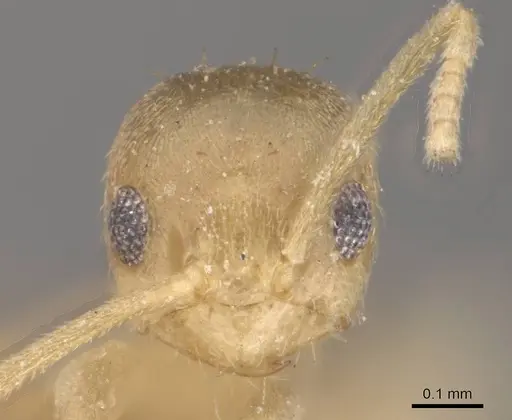 Paraparatrechina minutula specimen CASENT0911018 image casent0911018_2