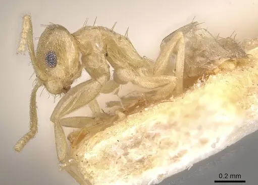Paraparatrechina minutula specimen CASENT0911018 image casent0911018_3
