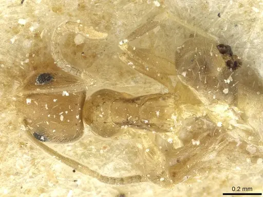 Paraparatrechina minutula specimen CASENT0912306 image casent0912306_1