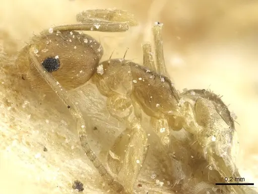 Paraparatrechina minutula specimen CASENT0912306 image casent0912306_3