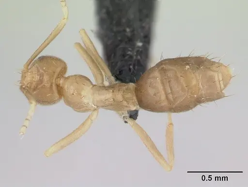 Paraparatrechina myops specimen CASENT0042527 image casent0042527_1