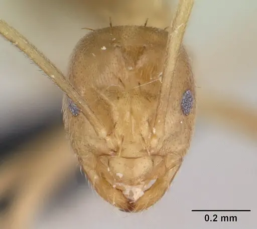 Paraparatrechina myops specimen CASENT0042527 image casent0042527_2