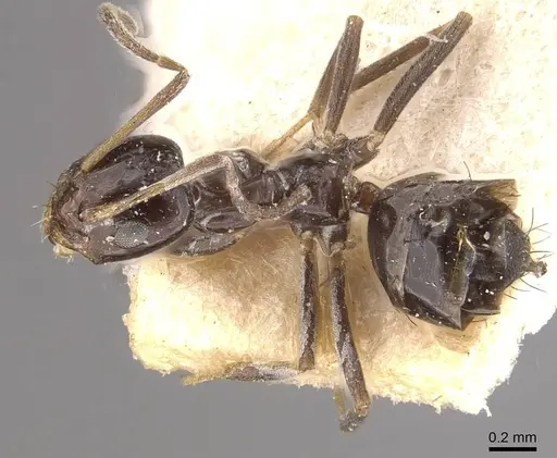 Paraparatrechina nettae specimen CASENT0911009 image casent0911009_1