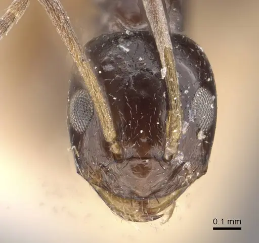 Paraparatrechina nettae specimen CASENT0911009 image casent0911009_2