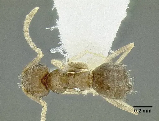 Paraparatrechina oceanica specimen CASENT0106330 image casent0106330_1