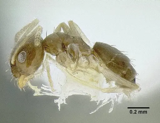 Paraparatrechina oceanica specimen CASENT0106330 image casent0106330_3