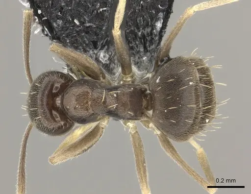 Paraparatrechina oceanica specimen CASENT0181303 image casent0181303_1