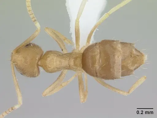 Paraparatrechina ocellatula specimen CASENT0416898 image casent0416898_1