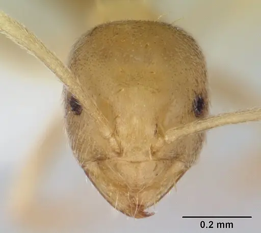 Paraparatrechina ocellatula specimen CASENT0416898 image casent0416898_2