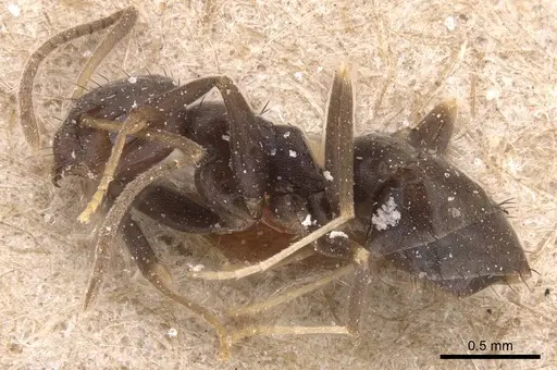 Paraparatrechina opaca specimen CASENT0905666 image casent0905666_3