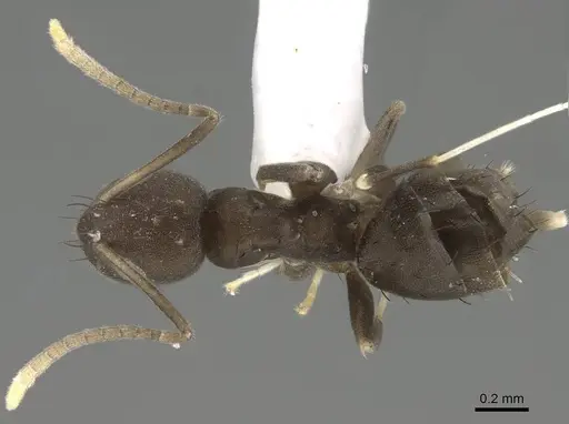 Paraparatrechina opaca specimen CASENT0919870 image casent0919870_1