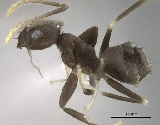 Paraparatrechina opaca specimen CASENT0919870 image casent0919870_3