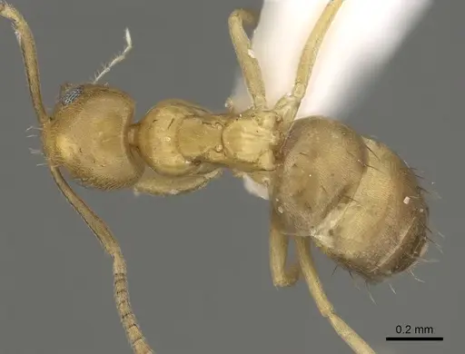 Paraparatrechina oreias specimen CASENT0192279 image casent0192279_1