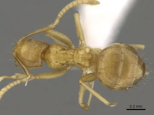Paraparatrechina oreias specimen CASENT0317047 image casent0317047_1