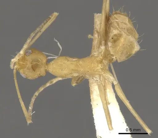 Paraparatrechina pallida specimen CASENT0903142 image casent0903142_1