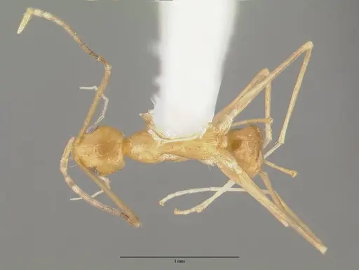 Paraparatrechina pallida specimen CASTYPE06931 image castype06931_1