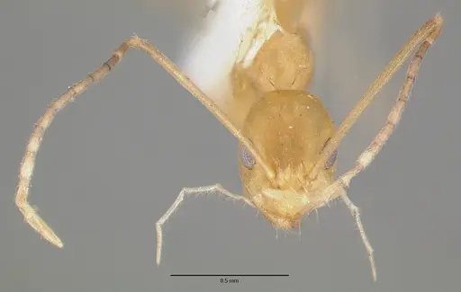 Paraparatrechina pallida specimen CASTYPE06931 image castype06931_2